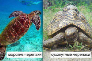 Jak szybko poruszają się żółwie morskie i zmielone?